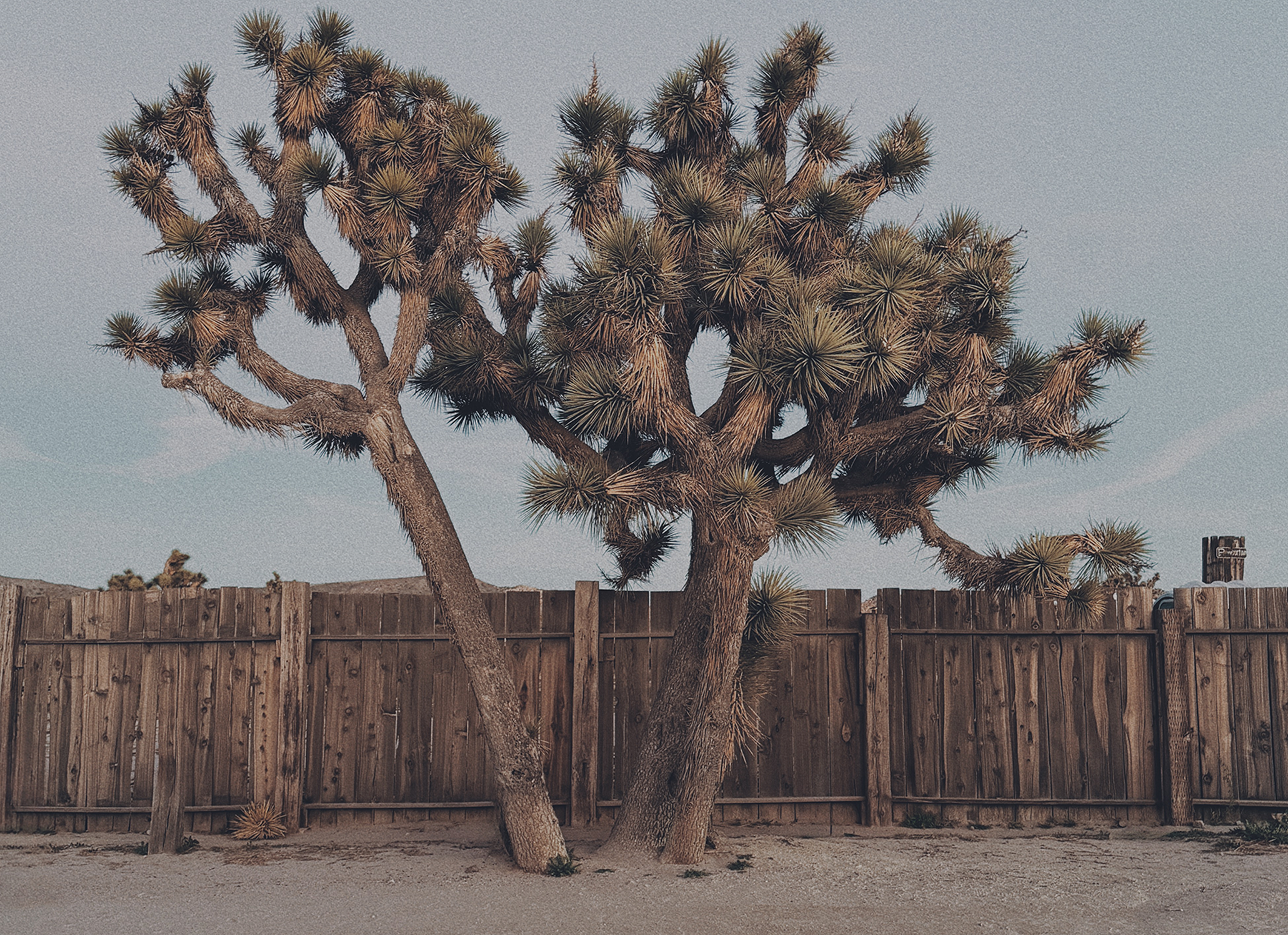 Outside Pappy & Harriet’s Pioneertown Palace restaurant, two Joshua trees grow side by side in sandy ground, their trunks leaning slightly apart and branching into dense clusters of spiky leaves. A tall, weathered wooden fence runs behind them, with a pale desert sky overhead.