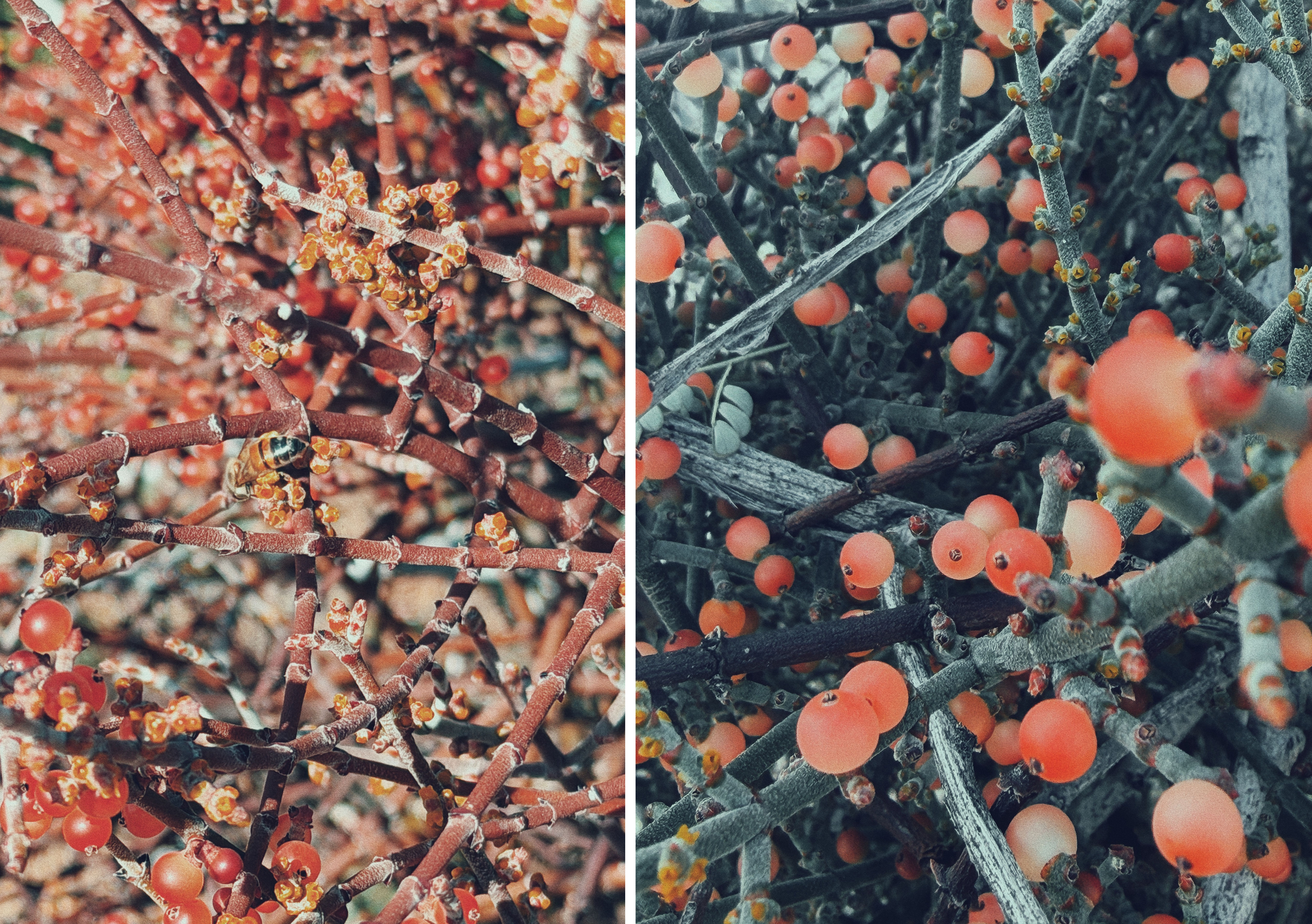 Image 1: A close-up of mesquite mistletoe (Phoradendron californicum) in Joshua Tree National Park, with dense reddish-brown twigs covered in small orange buds and translucent pink berries. The branches crisscross tightly, filling the frame with texture and warm desert colors.  Image 2: Another close view of mesquite mistletoe (Phoradendron californicum), showing pale gray-green branches dotted with round, coral-pink berries. The berries stand out against the muted stems, creating a soft contrast within the tangled plant.